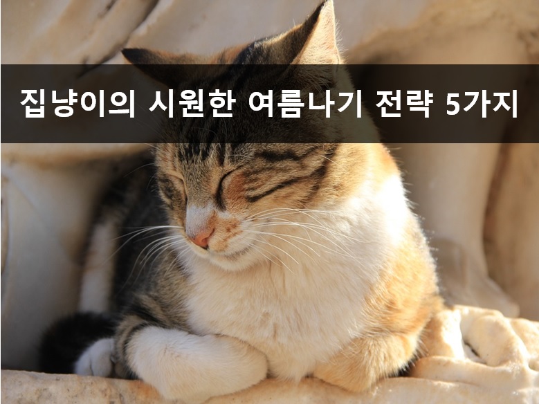 노트펫