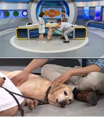 노트펫