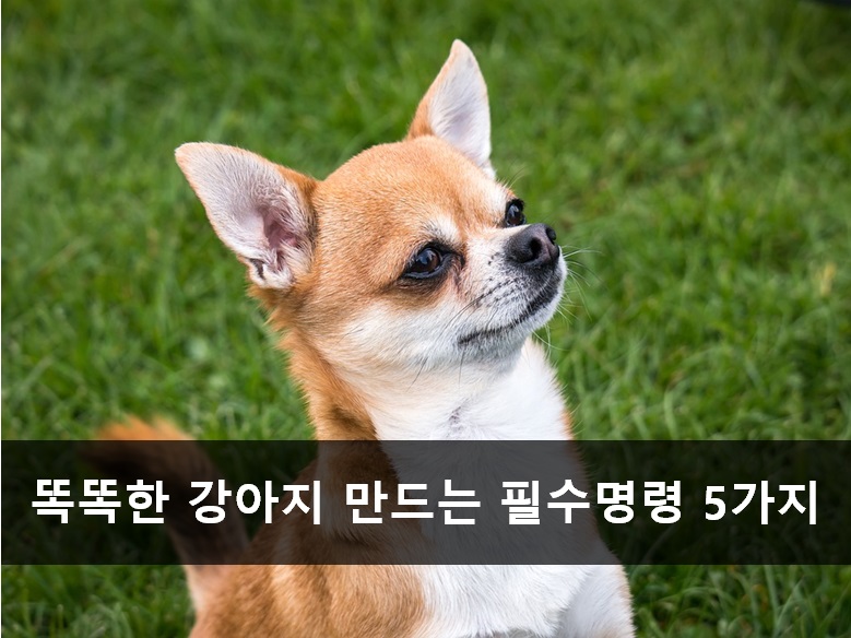 노트펫