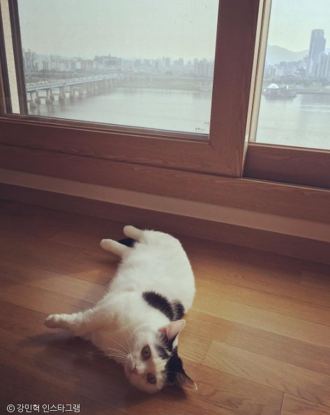 노트펫