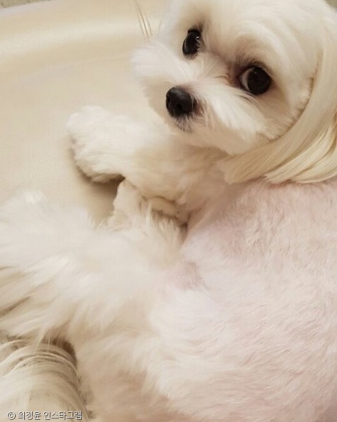 노트펫