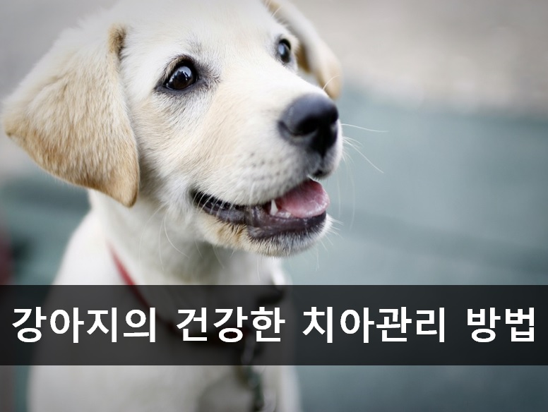 노트펫