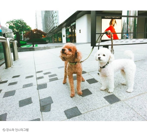 노트펫