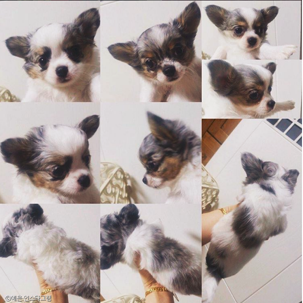 노트펫