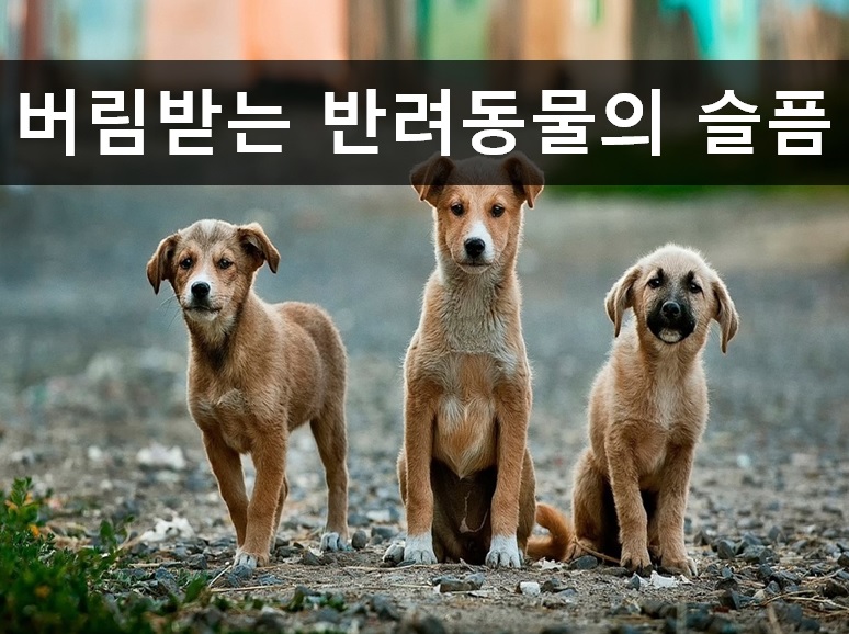 노트펫
