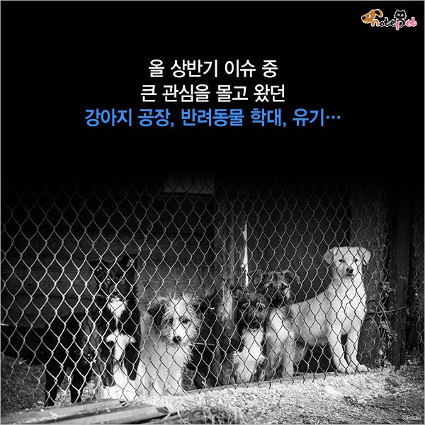 노트펫