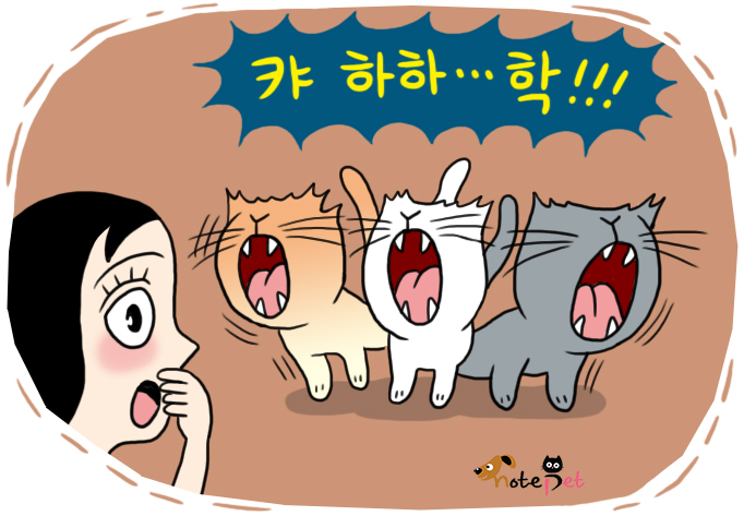 노트펫