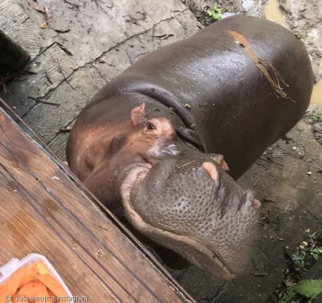 노트펫