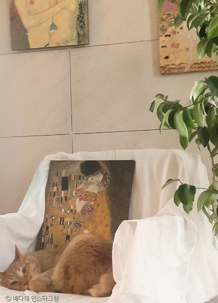 노트펫