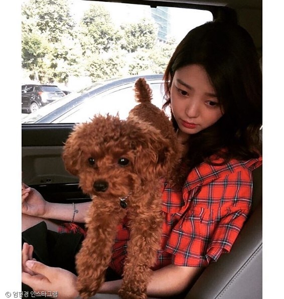 노트펫