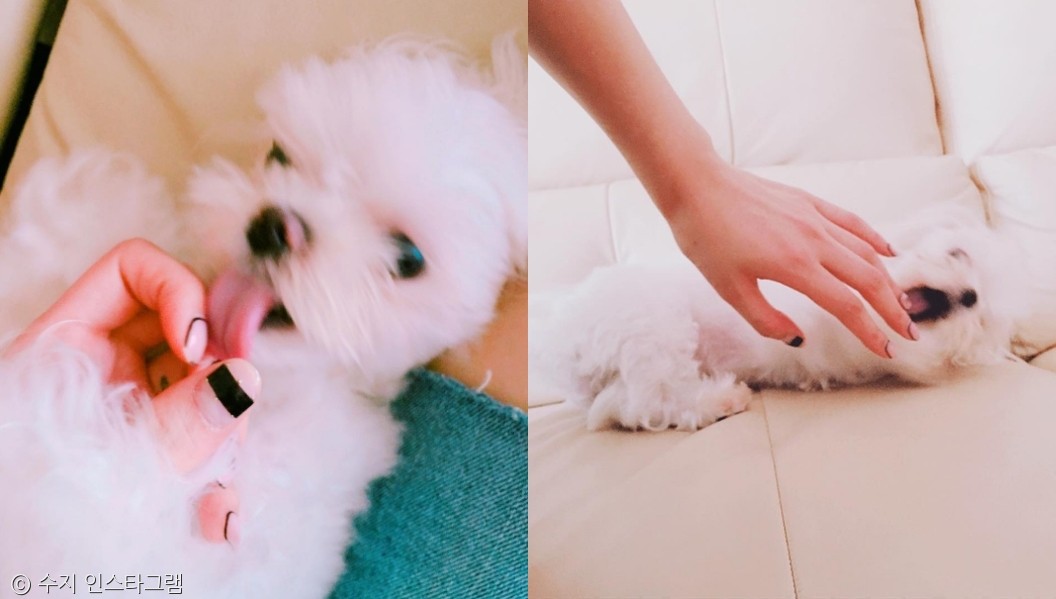 노트펫