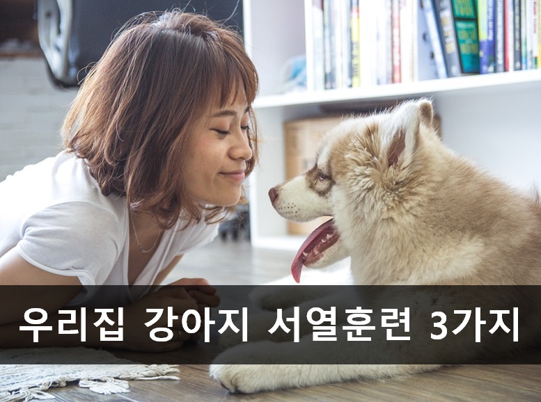 노트펫