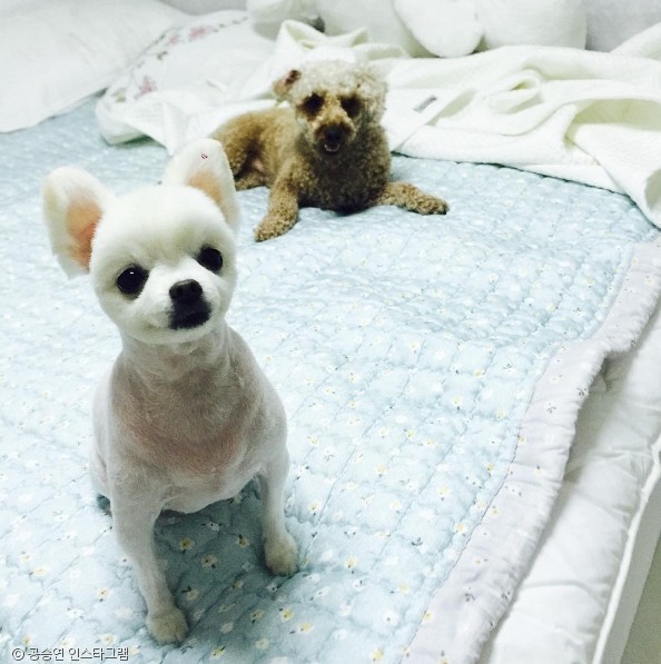 노트펫