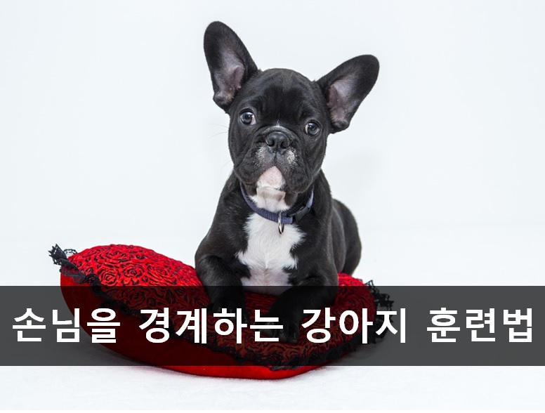 노트펫
