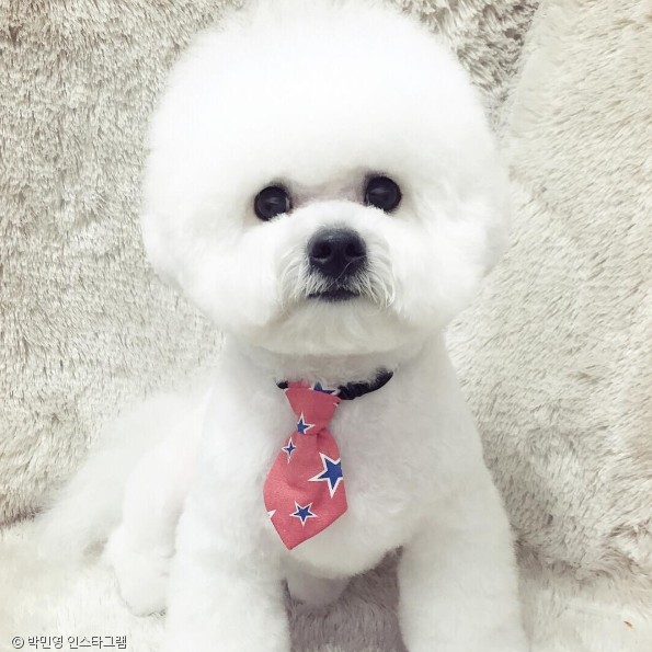 노트펫