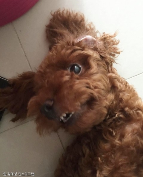 노트펫