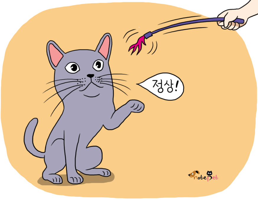 노트펫