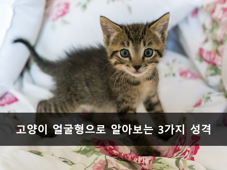 노트펫