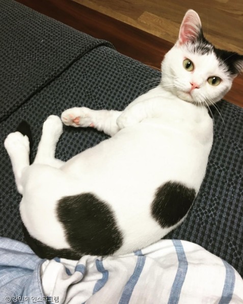 노트펫