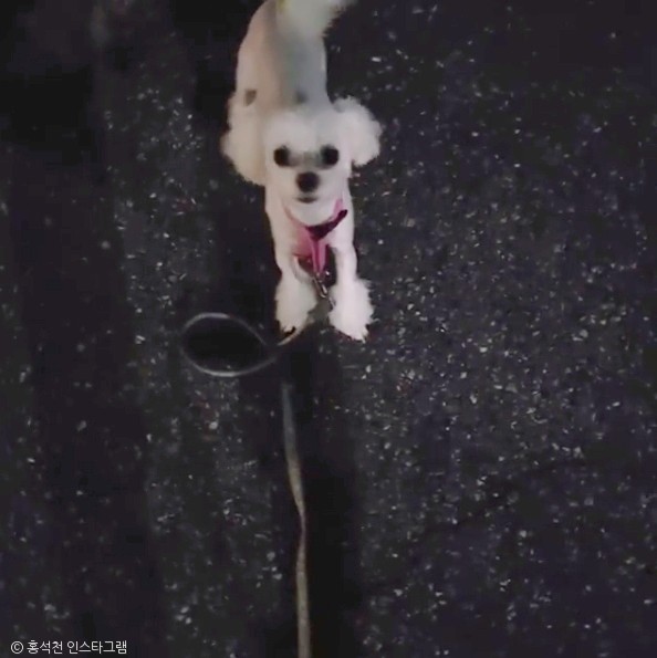 노트펫