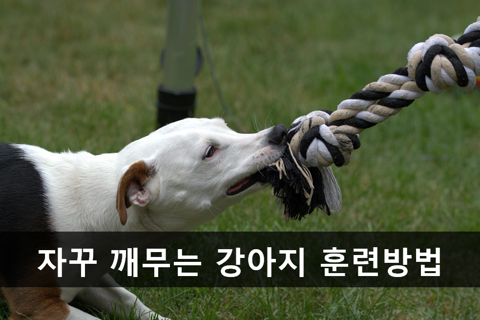 노트펫
