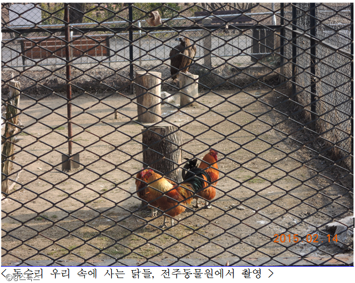 노트펫