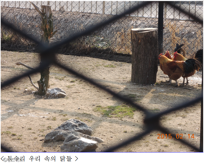 노트펫