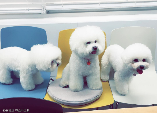 노트펫