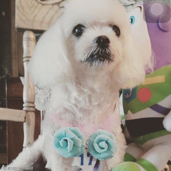 노트펫