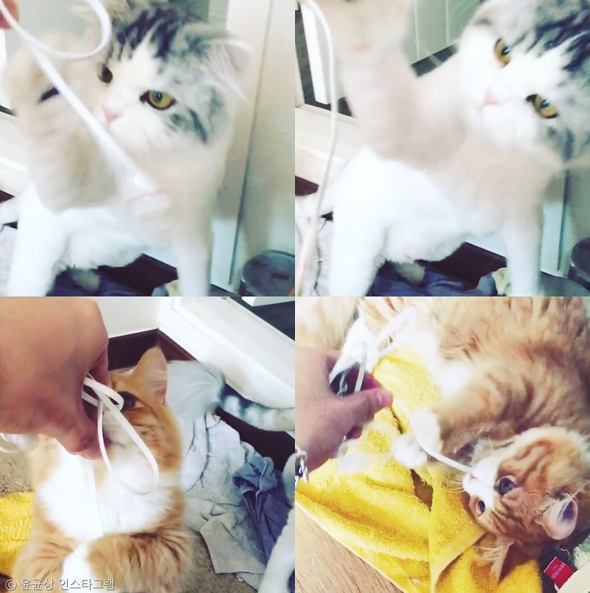 노트펫
