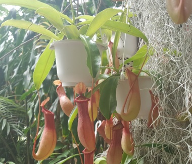 노트펫