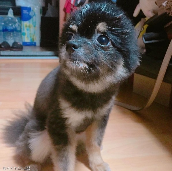 노트펫
