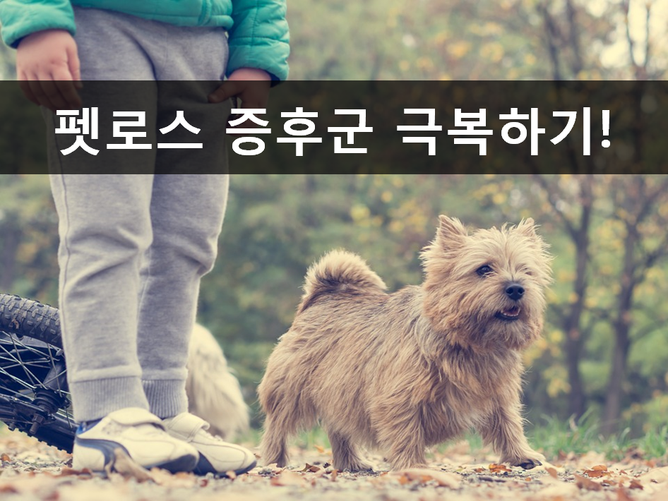 노트펫