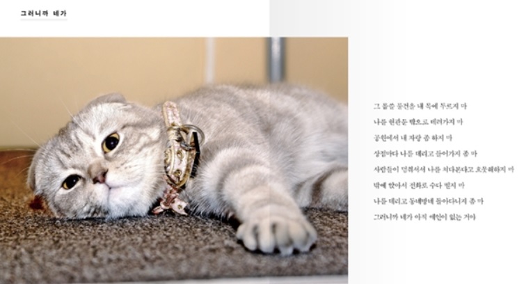 노트펫