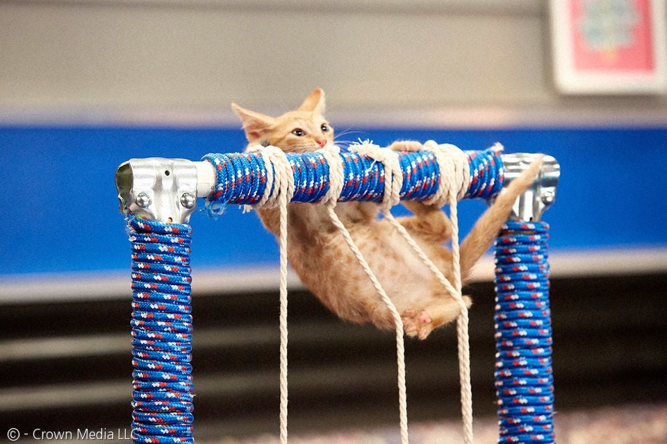 노트펫