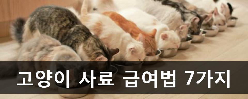 노트펫