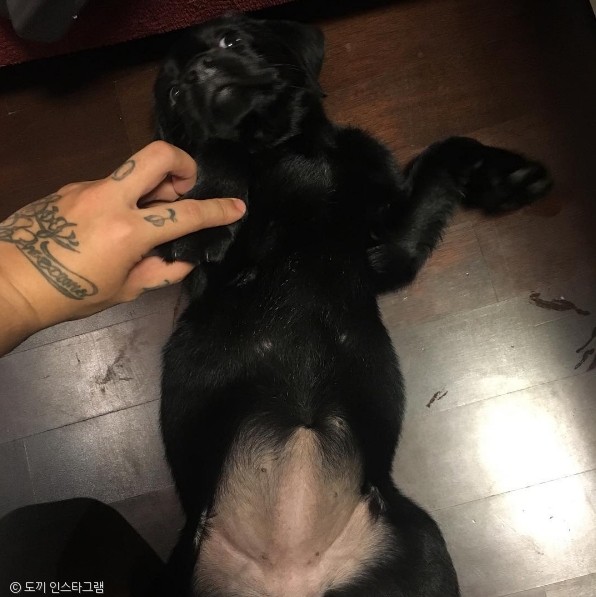 노트펫