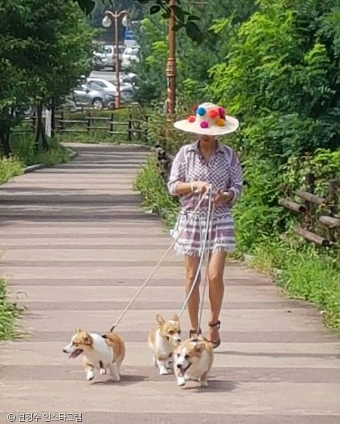 노트펫