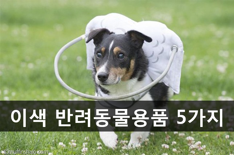 노트펫