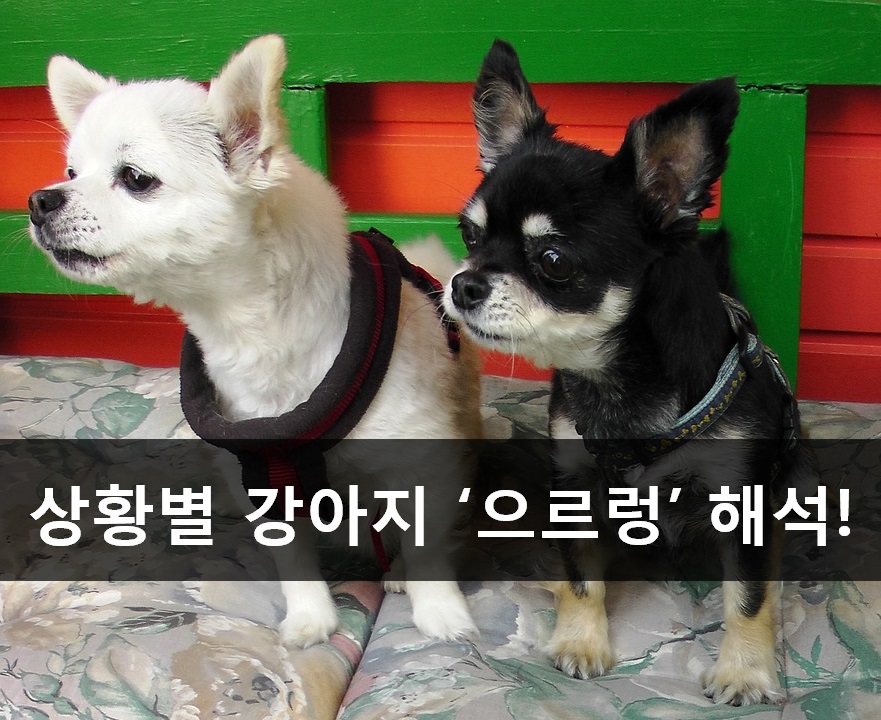 노트펫
