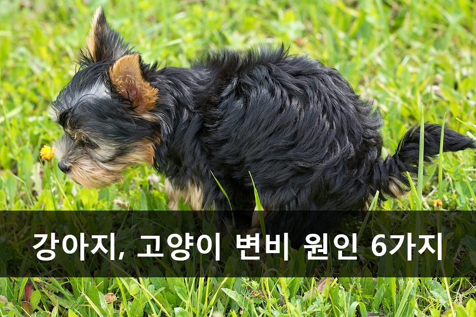 노트펫