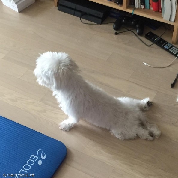 노트펫