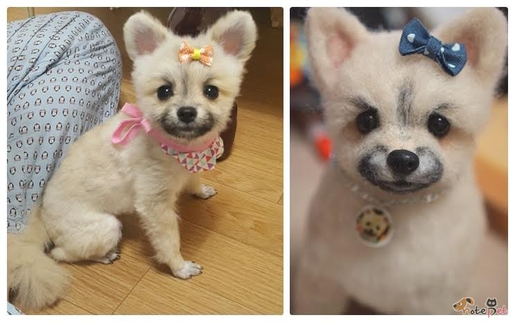 노트펫
