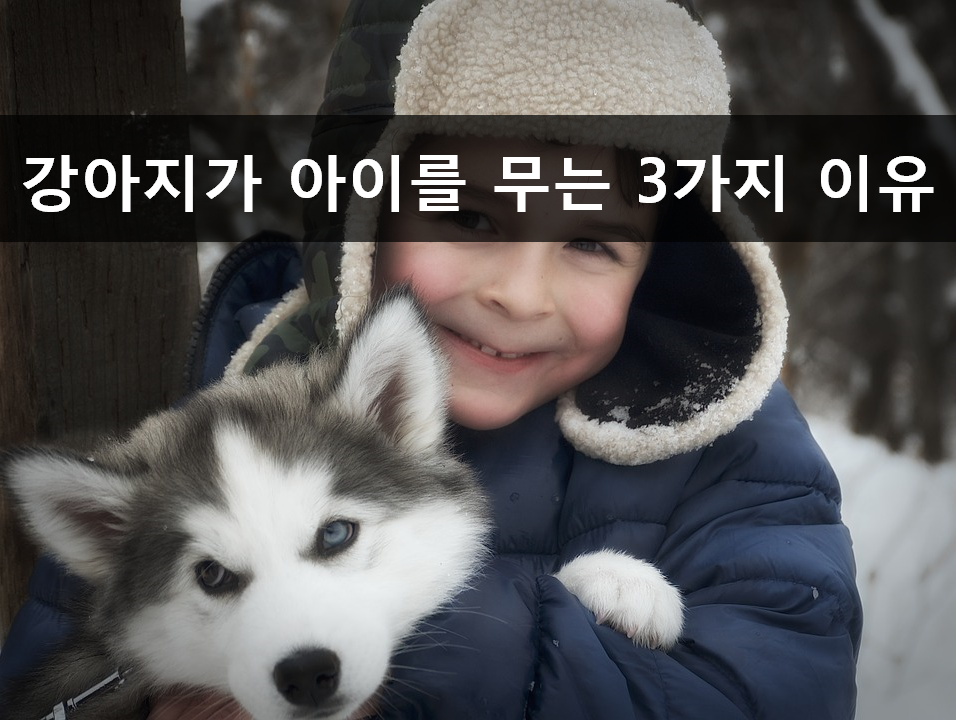 노트펫