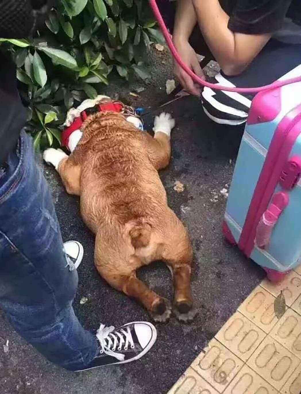 노트펫