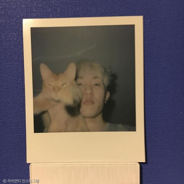 노트펫