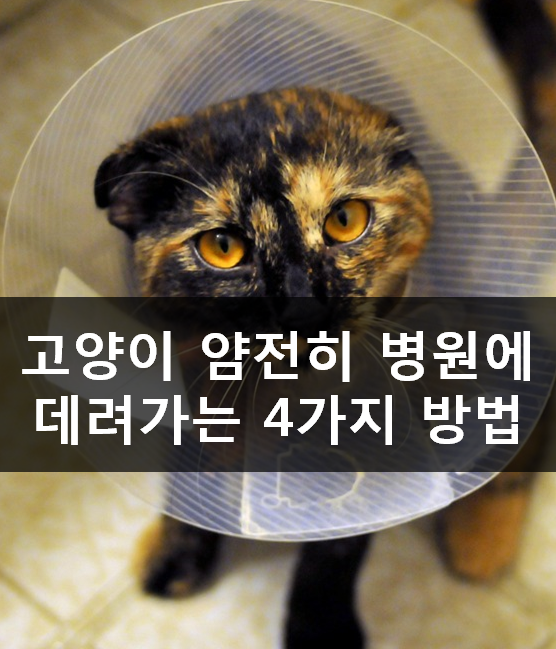 노트펫