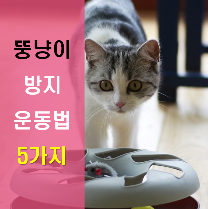 노트펫