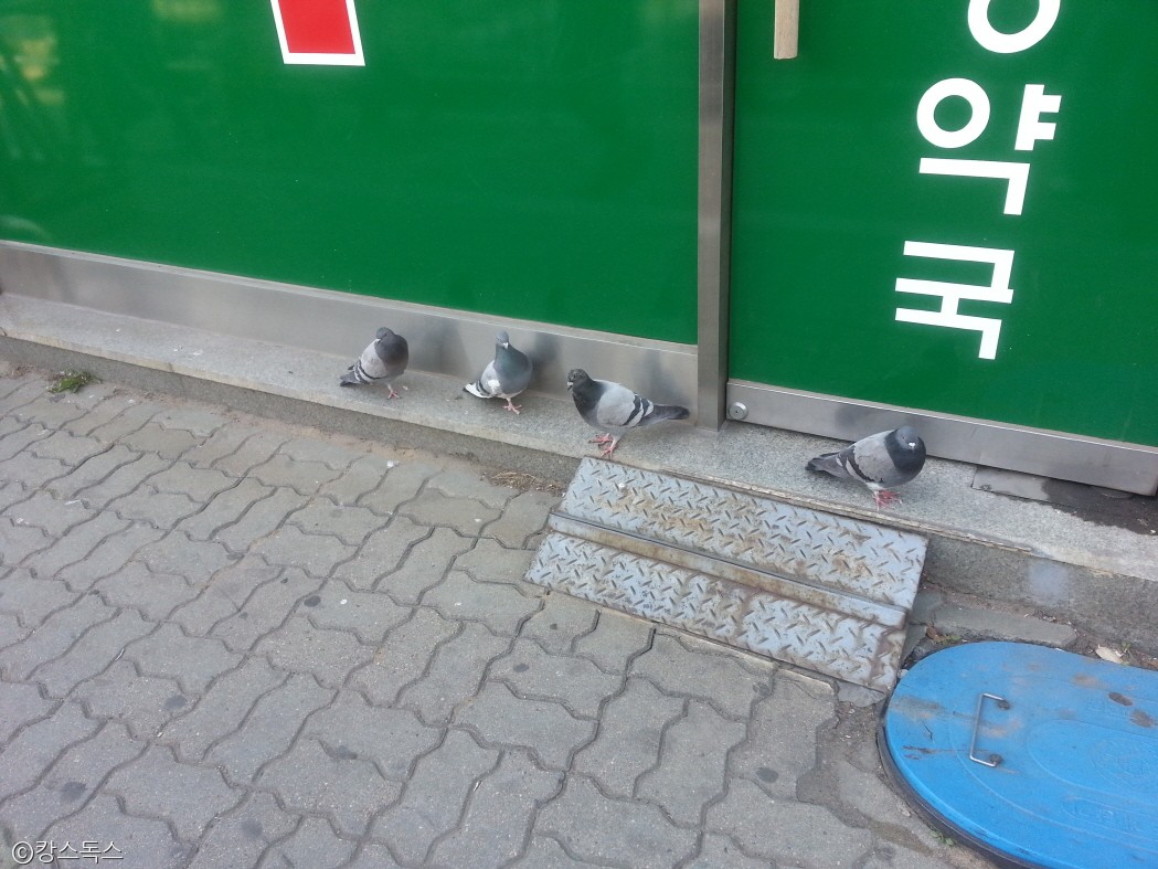 노트펫