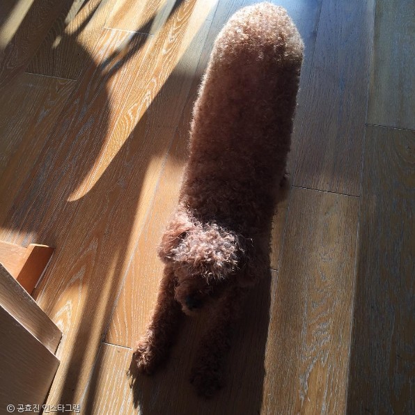 노트펫